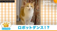 【映像】“ロボットダンス”のような動きをする猫