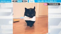 【映像】配達完了で舌を“ペロン”と出す黒猫