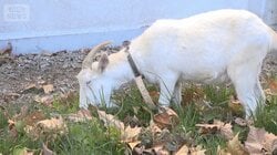 面倒な草むしりにレンタルヤギ　食べて除草　2頭で月10万円ほど　クマ対策に効果も