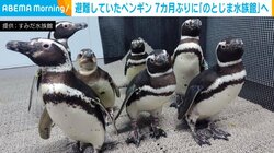 東京へ避難のペンギンたち、7カ月ぶりに故郷・能登へ帰宅 担当者「正直さみしいが皆さんにも会いに行ってほしい」