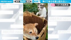 「ちょっ、ご勘弁を…」背後に迫る“因縁”の猫に柴犬が戦慄！ 恐怖のあまり振り返れない様子に「どっちもいい顔」と反響