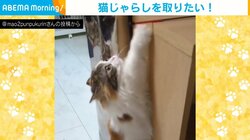 もう少しニャンだけど… 猫じゃらしを取ろうとするマンチカンの“必死”な姿に飼い主もメロメロ