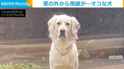 完全な“オコ顔”… 家の外からガン見する犬の姿に「目が…怒ってはる」「遊ぼっていったよね！」反響続々