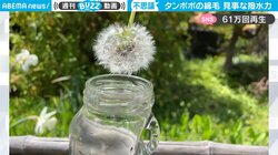 自然ガイドが明かした“タンポポの綿毛” 驚異の撥水力 「知らなかった！」「子どもとやってみる」反響続々