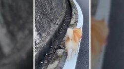 子どものような遊び方をする柴犬に「これ小学生のときやってた」共感の声