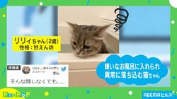 もう終わったニャン…風呂に入ったネコの“絶望的な表情”に飼い主「湯船は嫌いみたい」