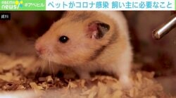 香港でハムスター約2000匹を殺処分に…根拠は？ 専門家「今のパンデミックはヒトからヒト」