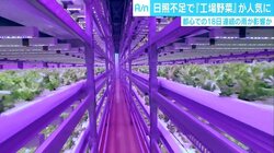 長雨で野菜高騰の救世主？！ 「工場野菜」