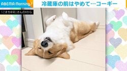 やめてください！ コーギーが冷蔵庫前で“本気寝”する姿が話題