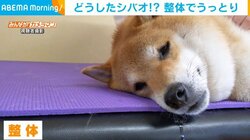 マッサージで「ふにゃ～」っとなる柴犬 整体の気持ちよさを知った表情に反響