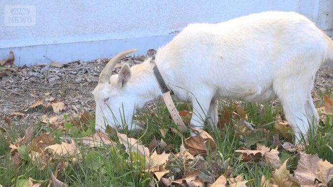 面倒な草むしりにレンタルヤギ　食べて除草　2頭で月10万円ほど　クマ対策に効果も 1枚目