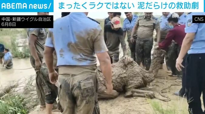 ラクダの救出劇