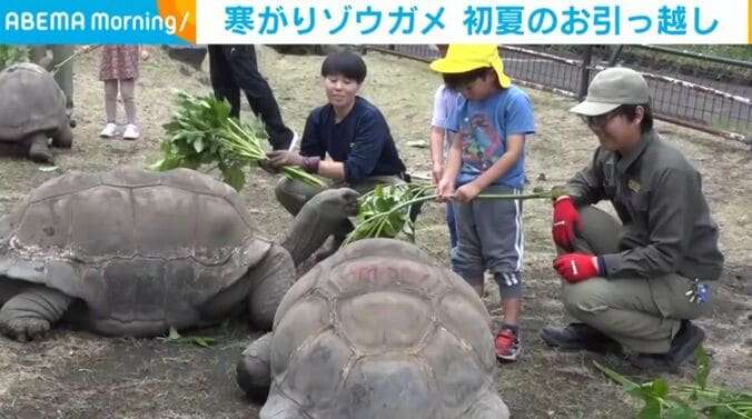 アルダブラゾウガメと子どもら