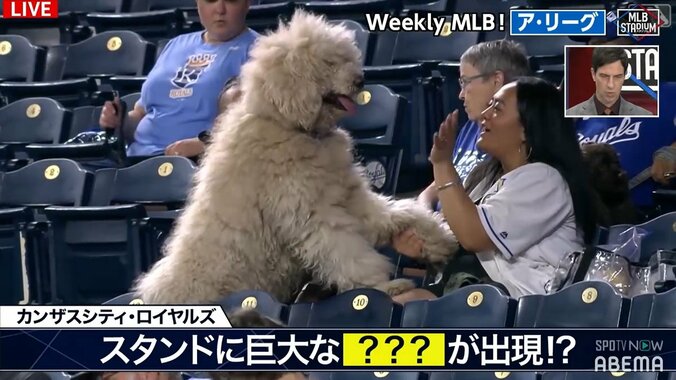 「着ぐるみじゃないの？」「ゲレロJr.ぐらい」MLB球場の客席にいた犬が超ビッグサイズ 1枚目