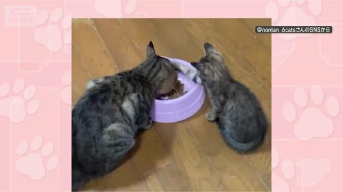 連続ネコパンチ！！