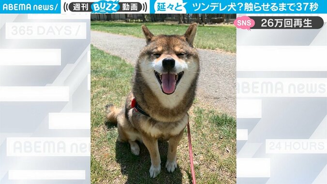 「触らせてもらえるまで37秒かかるイッヌ。」飼い主さんを困惑させる柴犬の“ツンデレ”劇場にほっこり 1枚目