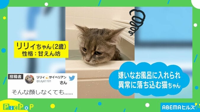 もう終わったニャン…風呂に入ったネコの“絶望的な表情”に飼い主「湯船は嫌いみたい」 1枚目