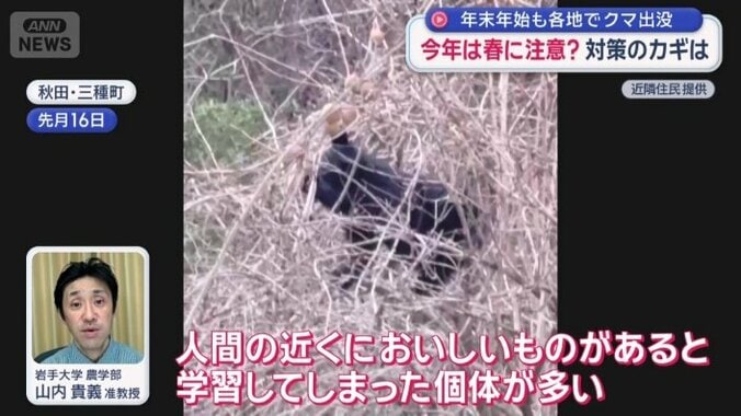 “アーバンベア”の存在を指摘