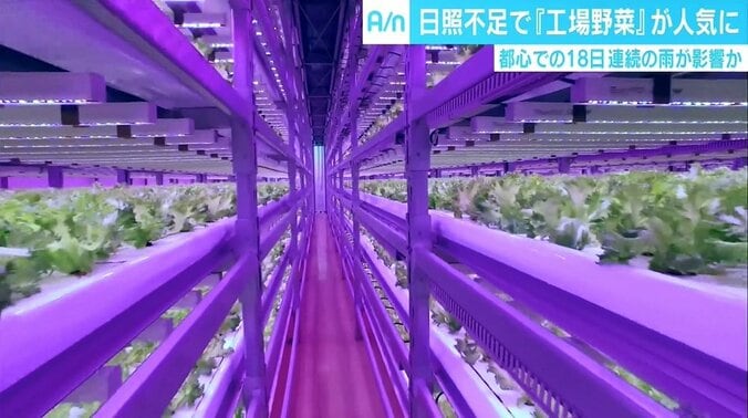 長雨で野菜高騰の救世主？！ 「工場野菜」 1枚目