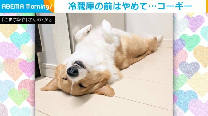 コーギーのこまちちゃん（4歳）