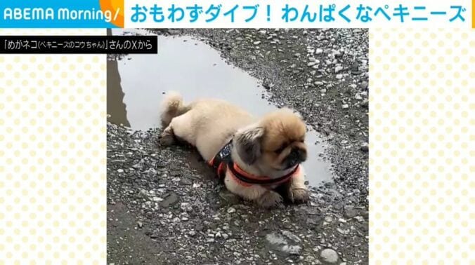ペキニーズのコウちゃん