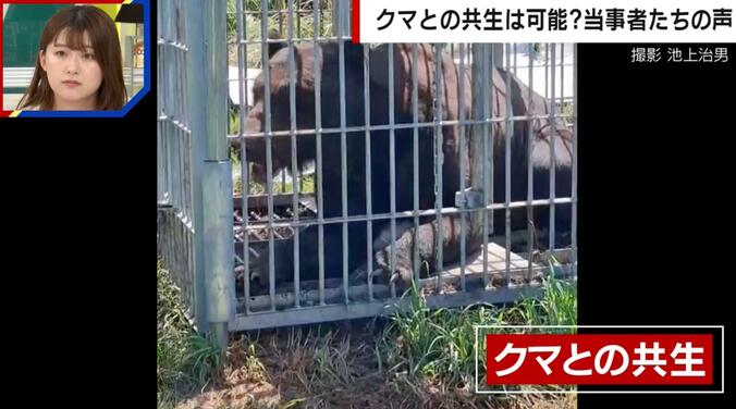 ハンター歴40年以上の池上治男氏が捕らえたクマ