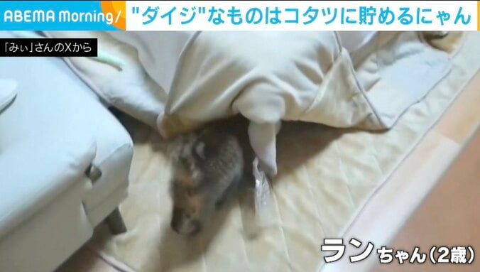 猫のランちゃん