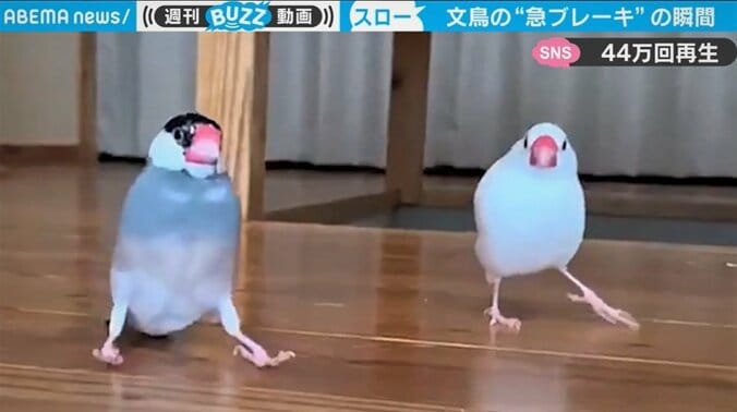 ぴょんぴょん、ザザザァー…2羽の文鳥の“急ブレーキ”姿がまるで漫画の一コマと話題 1枚目