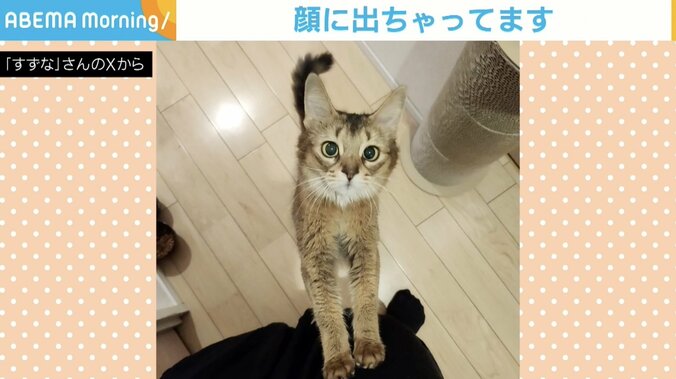 ソマリのウェルちゃん（8歳）