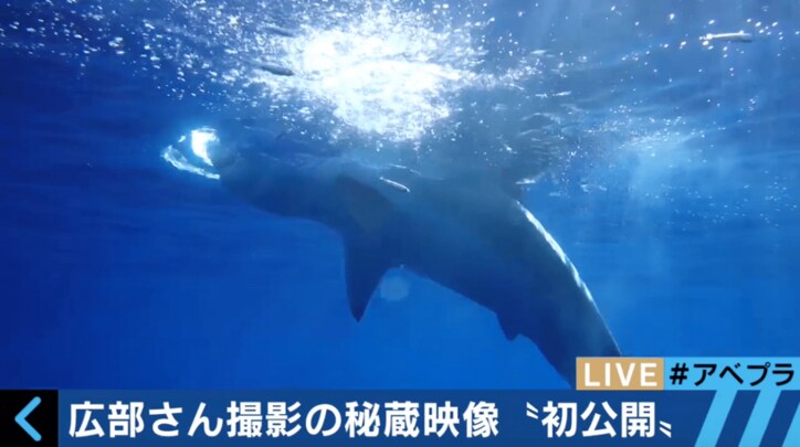 【動画】「ホホジロザメはかわいい」 ロマンを追い続ける水中探検家が海の魅力語る