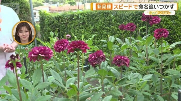このダリアの名前は？