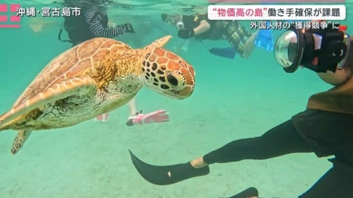野生のウミガメ