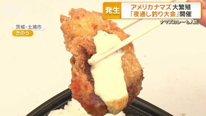 アメリカナマズを活用してフライに