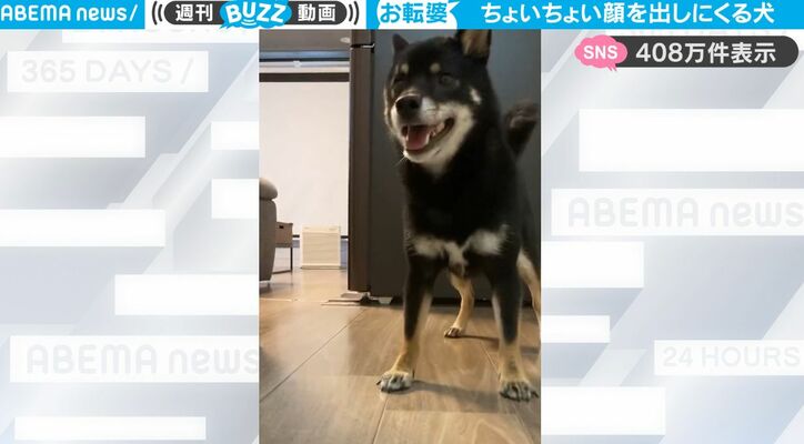 帰宅した飼い主に何度も何度も顔を見せに来る！ ハイテンション柴犬がかわいすぎると話題に「10回くらいループしたw」