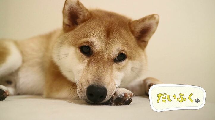 ふわもこ男子な柴犬「だいふく」  お寿司屋さんごっこやお花見を満喫中