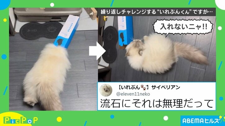 【写真・画像】ピック　1211　2枚目