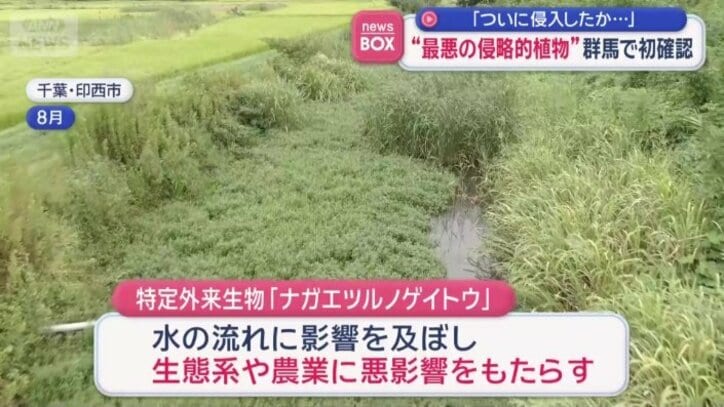 ナガエツルノゲイトウ