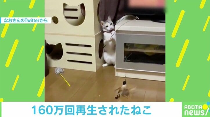 猫がセルフ“釣りじゃらし”で一本釣り！ 約160万回再生を記録した飼い主「腕前が上がってる」