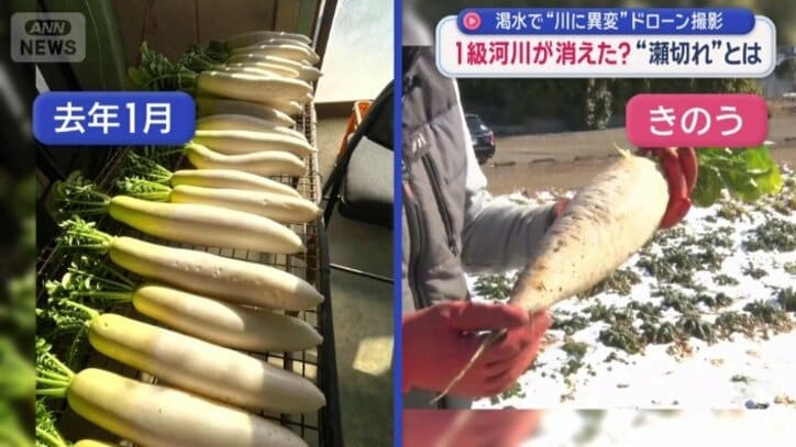 去年1月に収穫したダイコンと比較