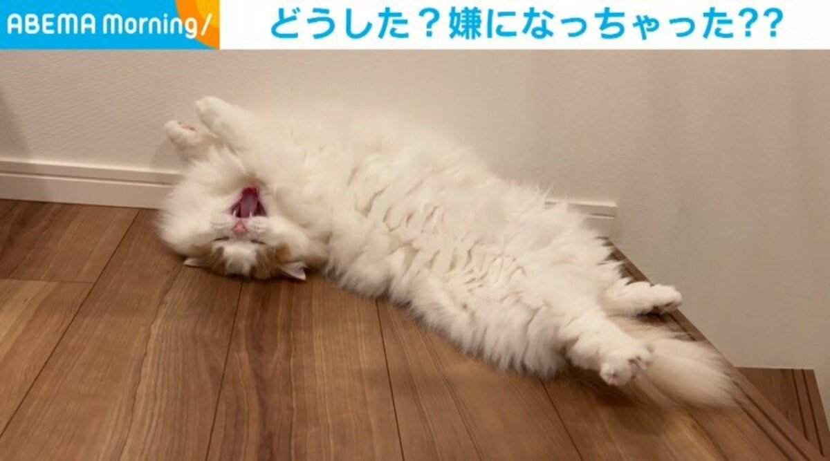 猫　毛づくろい A mother cat was grooming her kitten when she was suddenly