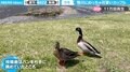「見惚れるくらい可愛い」鴨のカップルを激写で悲劇…トンビの急襲に気づかないほど“夢中で撮った光景”に「可愛い」「日向ぼっこかな？」