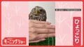 かがんでひょっこり！フクロウ　つぶら瞳で「あなたを見てます」　なぜのぞき込む？