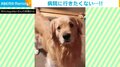 病院嫌いな犬 飼い主の一言で"あからさま"に落ち込む姿に「ゆっくり下がる尻尾」「お目目も切ないです…」と話題