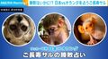 勝敗はいかに!?“日本vsオランダ”を占う3匹のご長寿サルに「驚きの展開!」「おもろすぎw」「さらに観る楽しみが増える!」などの声