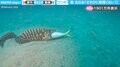 投稿者「さすがに無理くない？」←大きな魚を丸のみしようとするウツボの姿に「後には引けない感が…」「絶望の表情」と心配の声続々