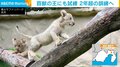 夏に生まれた動物の赤ちゃん、すくすく成長 一人前になったら“卒業”へ