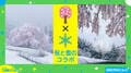 「桜と雪」自然の奇跡を捉えた“コラボ写真”に感動の声「この世とは思えない美しさ」