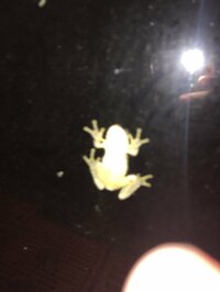 小林礼奈『高山の夜…』