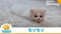 【映像】モゾモゾとツチノコのように進む猫