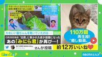 嬉しいのかな？ 猫のスキップ動画に疲労回復する人が続出